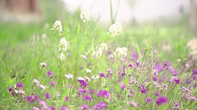 春天小雏菊植物花朵开放视频的预览图